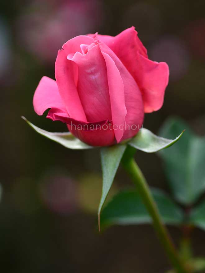 バラ パーシー スロワー｜花の手帖の薔薇図鑑