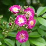 バラ ペレニアルブルー｜花の手帖の薔薇図鑑