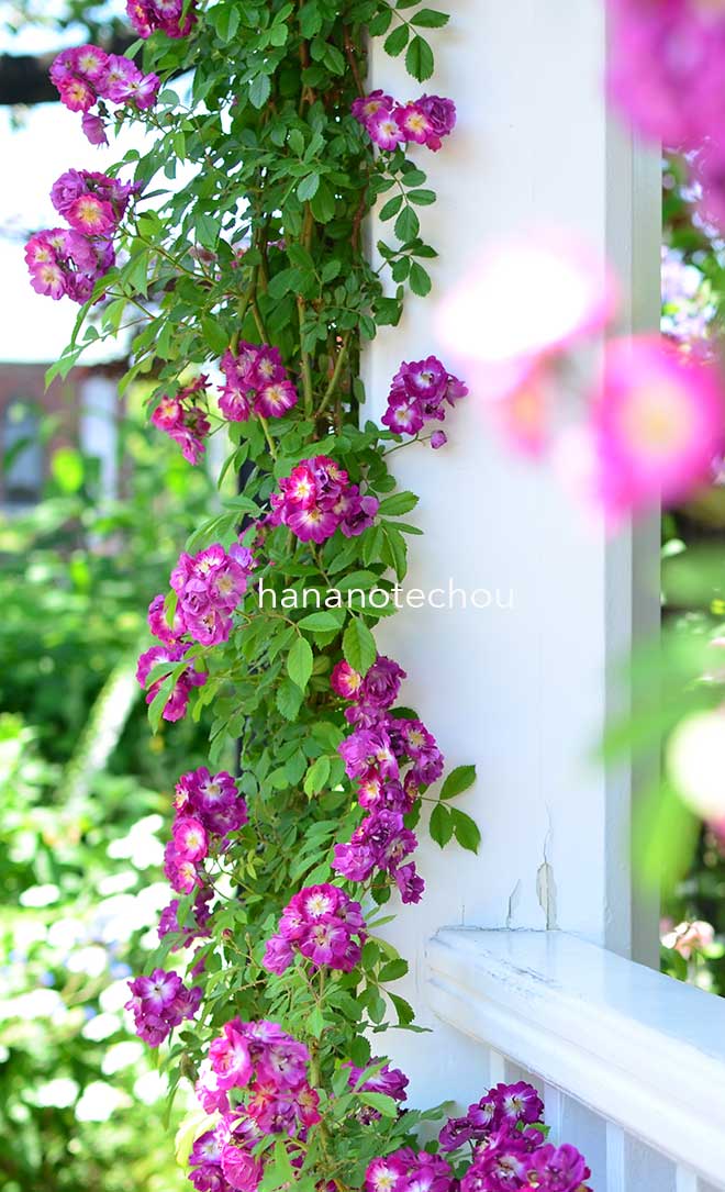 バラ ペレニアル ブルー|花の手帖の薔薇図鑑