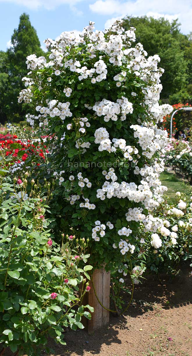 バラ ペレニアル ブラッシュ|花の手帖の薔薇図鑑