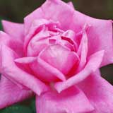 バラ パヒューム デライト｜花の手帖の薔薇図鑑