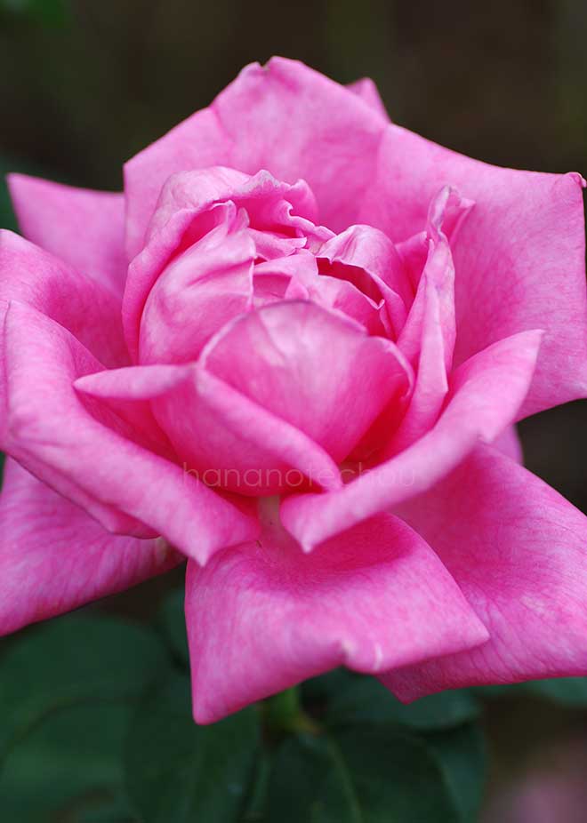 バラ パフューム デライト｜花の手帖の薔薇図鑑