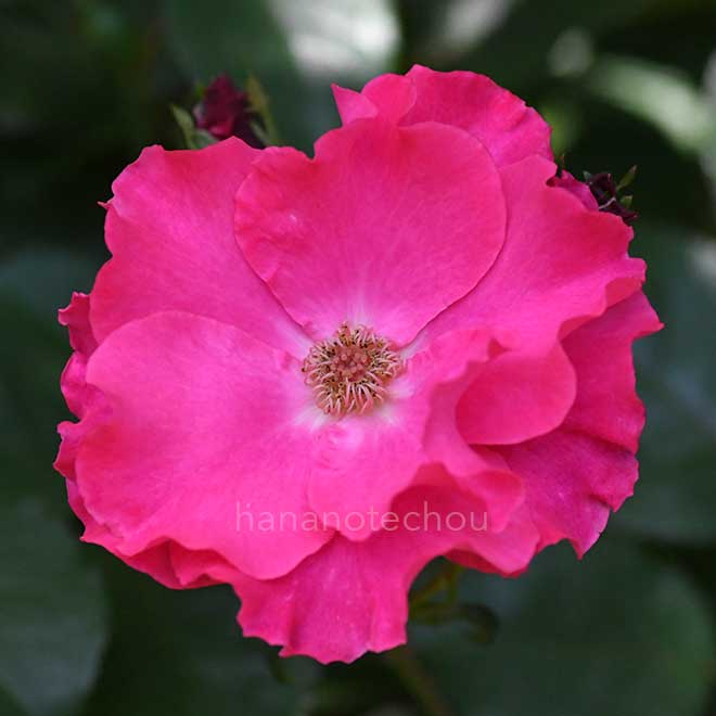 バラ パーマネント ウェイブ｜花の手帖の薔薇図鑑