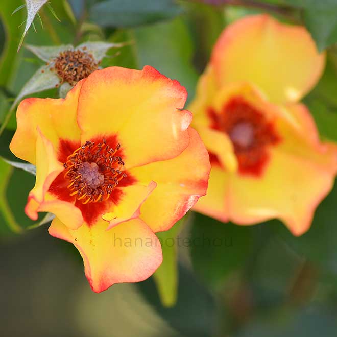 バラ ペルシアンオータム|花の手帖の薔薇図鑑