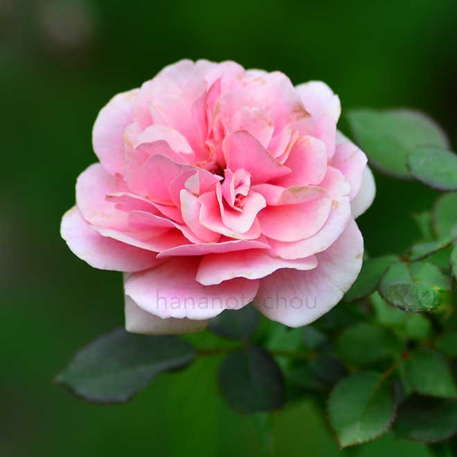 バラ ペルシアン ミステリー｜花の手帖の薔薇図鑑