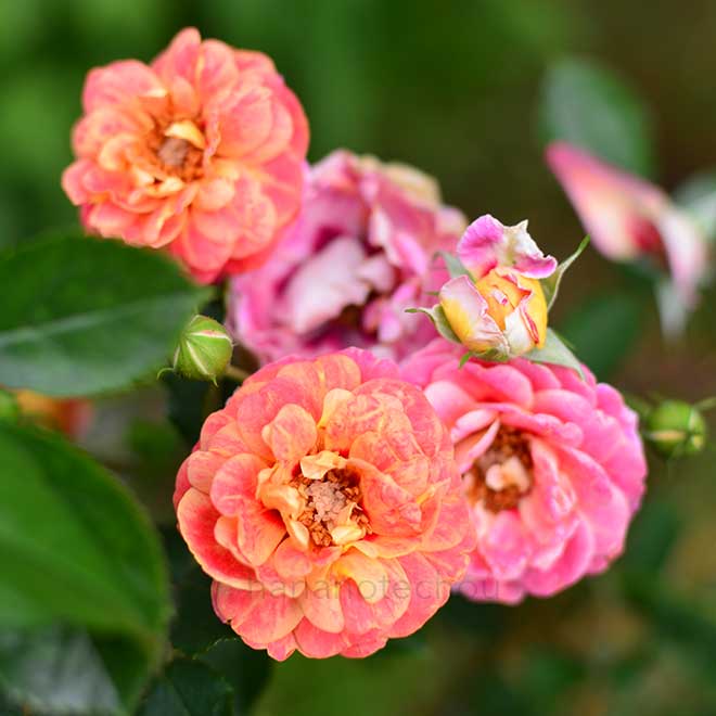 バラ ペルシアン サンセット｜花の手帖の薔薇図鑑