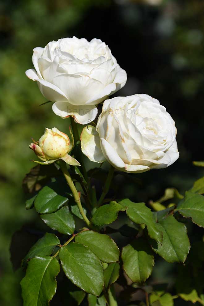 バラ プティットコケット|花の手帖の薔薇図鑑