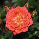 バラ プチ ホーリー|花の手帖の薔薇図鑑