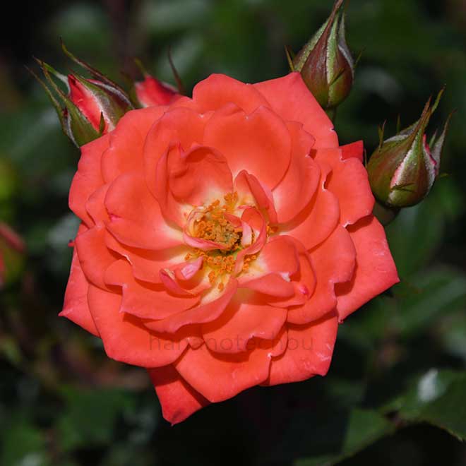 バラ プチ ホーリー|花の手帖の薔薇図鑑