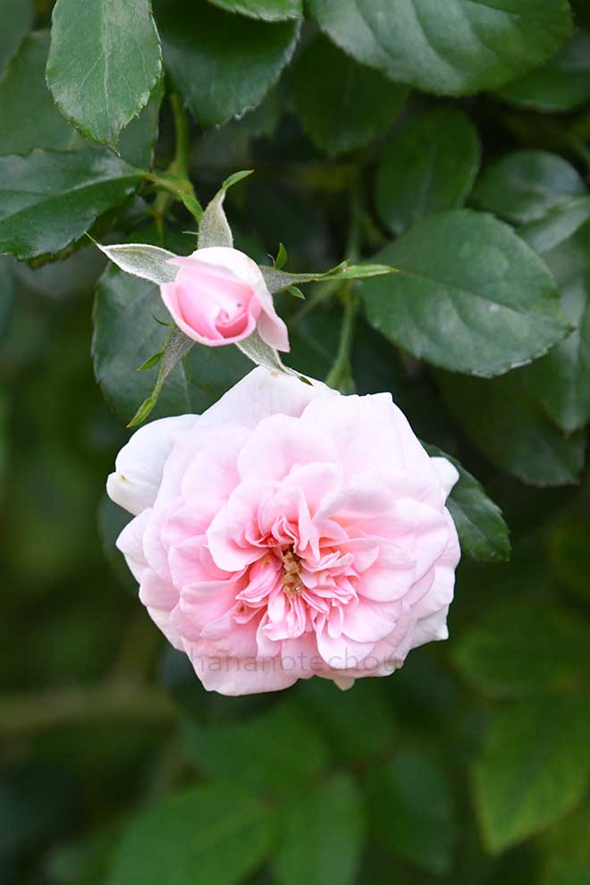 バラ プチ ポワン|花の手帖の薔薇図鑑