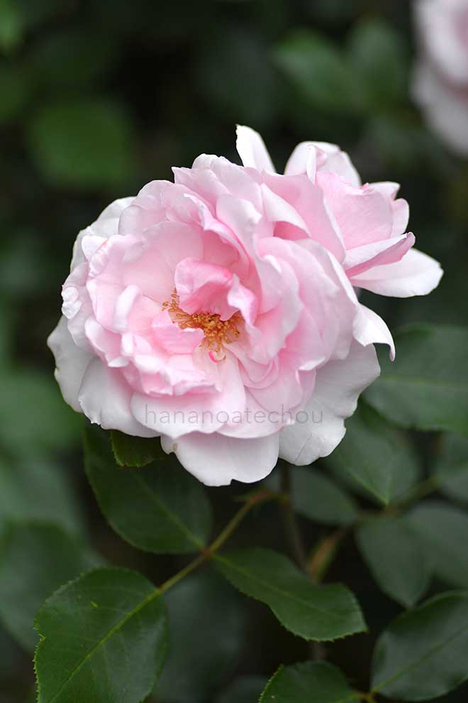 バラ プチトリアノン｜花の手帖の薔薇図鑑