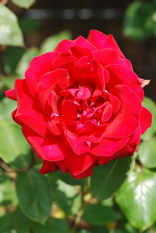 バラ ファラオン｜花の手帖の薔薇図鑑