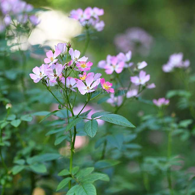 バラ フロキシーベビー｜花の手帖の薔薇図鑑