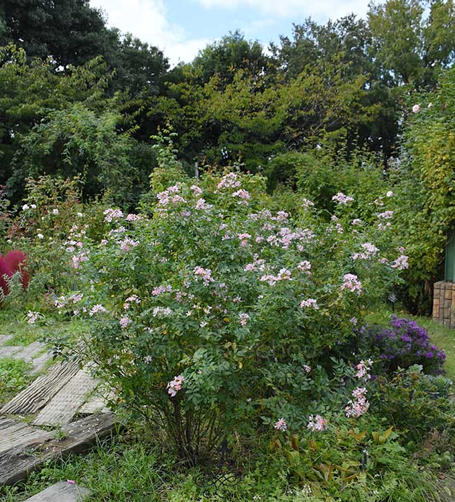 バラ フロキシーベビー｜花の手帖の薔薇図鑑