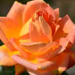 バラ ピカデリー｜花の手帖の薔薇図鑑