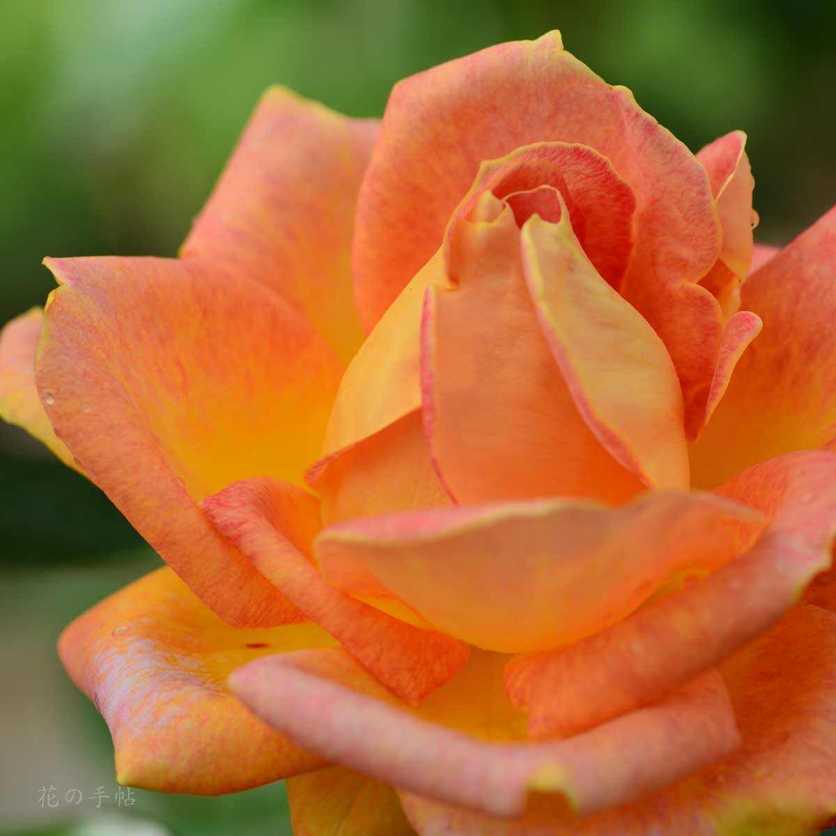 バラ　ピカデリー｜花の手帖のバラ図鑑