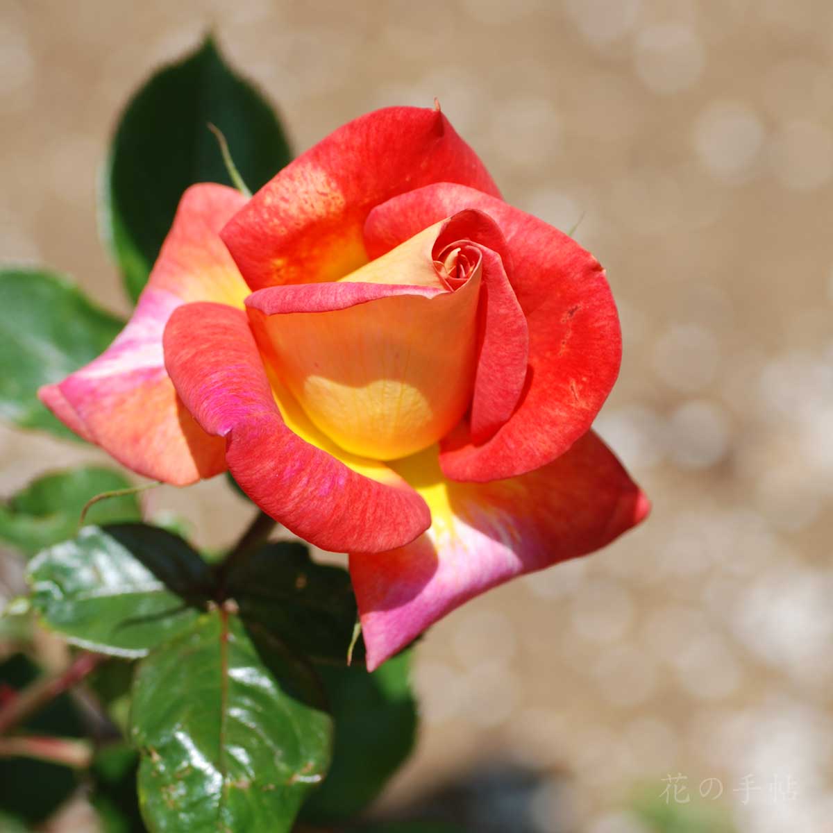 バラ　ピカデリー｜花の手帖のバラ図鑑