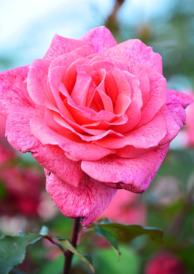 バラ ピエール カルダン|花の手帖の薔薇図鑑