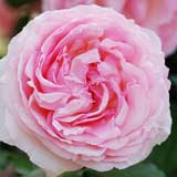 バラ ピエール ドゥ ロンサール｜花の手帖の薔薇図鑑