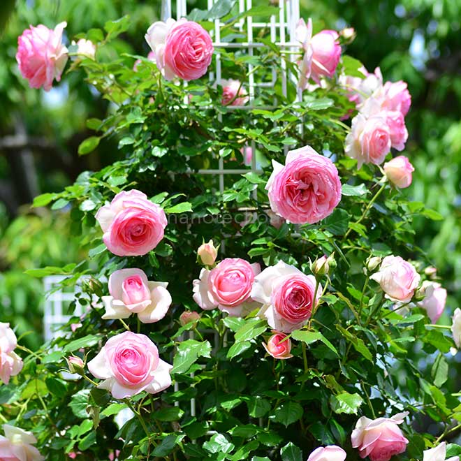 バラ ピエール ドゥ ロンサール｜花の手帖の薔薇図鑑