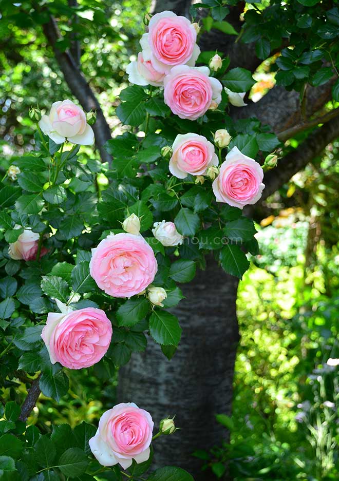 バラ ピエール ドゥ ロンサール｜花の手帖の薔薇図鑑