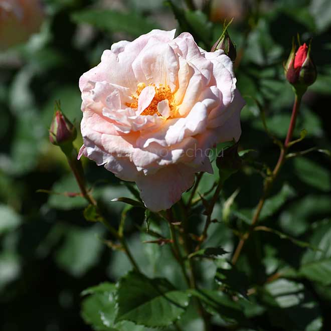 バラ ピエール エルメ｜花の手帖の薔薇図鑑