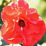 バラ ピムリコ '81｜花の手帖の薔薇図鑑