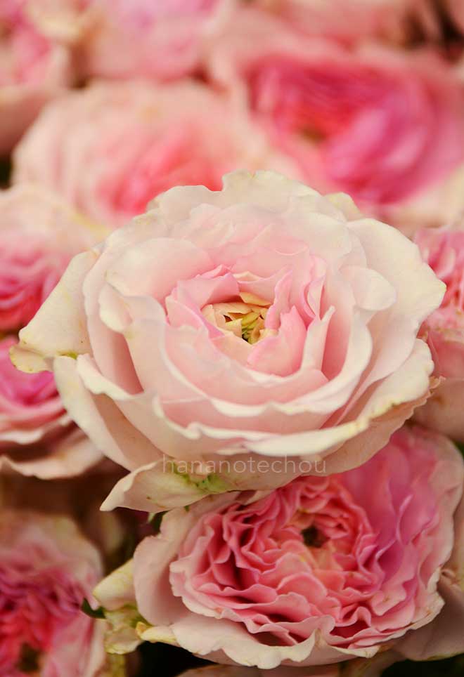 バラ ｜花の手帖の薔薇図鑑