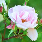 バラ |花の手帖の薔薇図鑑