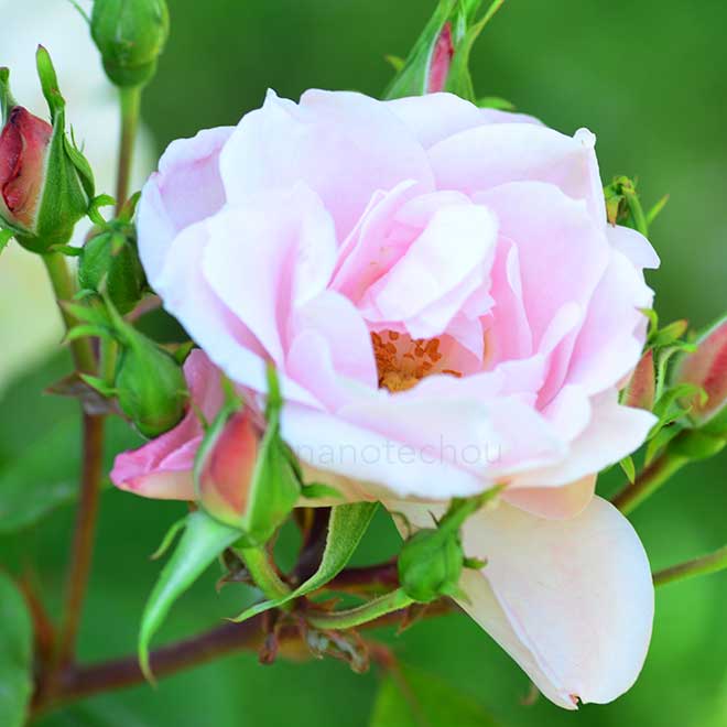 バラ ｜花の手帖の薔薇図鑑