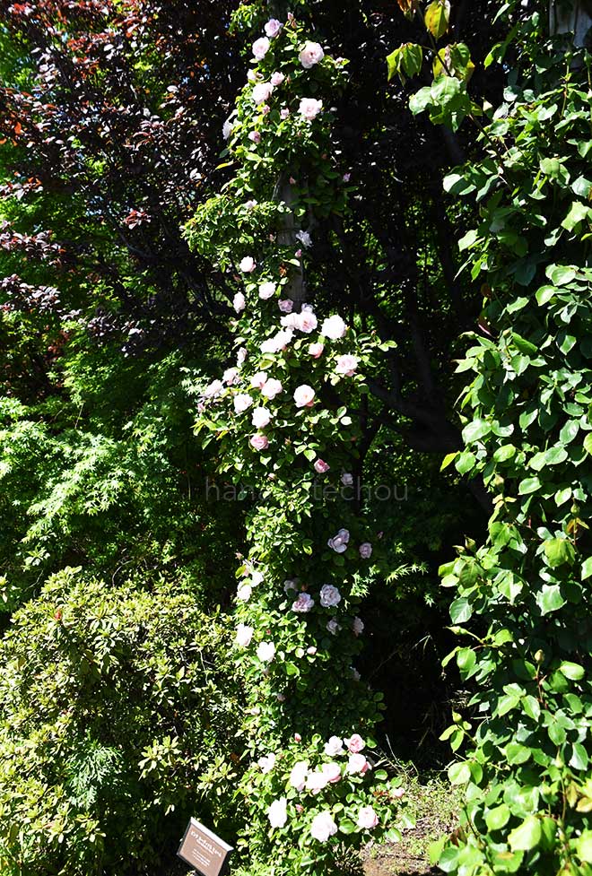 バラ ｜花の手帖の薔薇図鑑