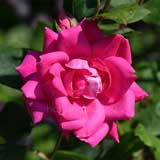 バラ ピンクダブルノック アウト｜花の手帖の薔薇図鑑