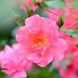 バラ ピンクファミー｜花の手帖の薔薇図鑑