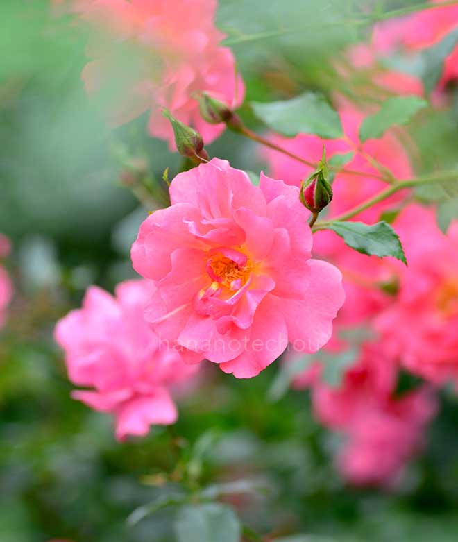 バラ ピンク ファミー｜花の手帖の薔薇図鑑