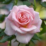 バラ ｜花の手帖の薔薇図鑑