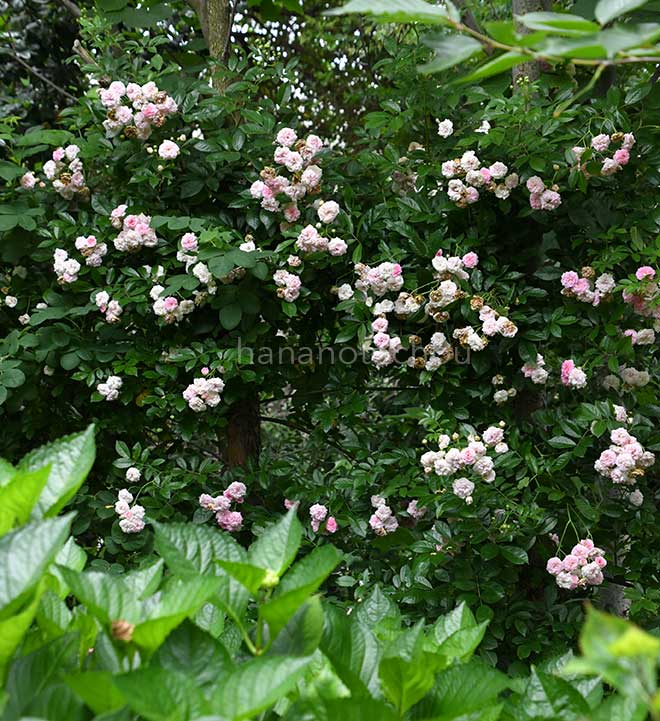 バラ ピンク ギスレーヌ ドゥ フィリゴンド｜花の手帖の薔薇図鑑