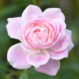 バラ ｜花の手帖の薔薇図鑑