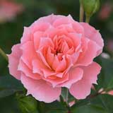 バラ ピンク メイアンディナ｜花の手帖の薔薇図鑑