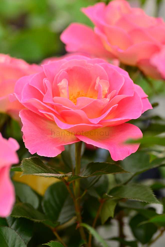 バラ ピンク パラダイス｜花の手帖の薔薇図鑑