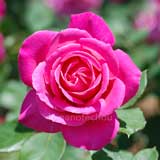 バラ ピンク ピース<｜花の手帖の薔薇図鑑