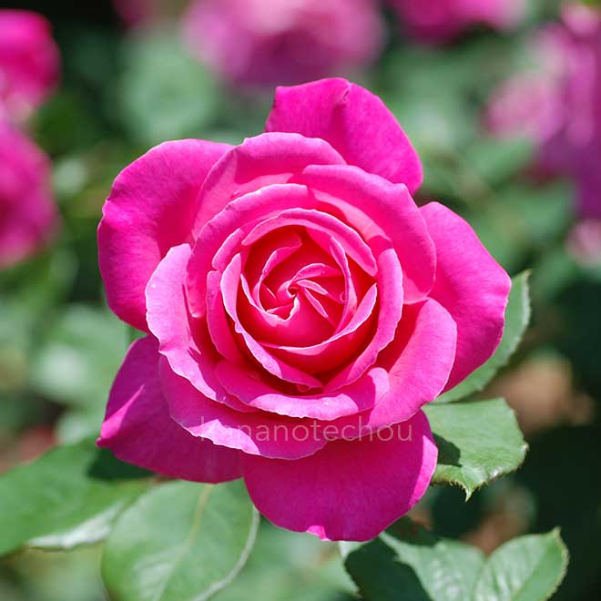 バラ ピンク ピース｜花の手帖の薔薇図鑑