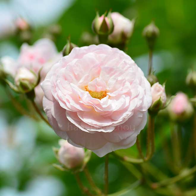バラ ピンク プロスペリティ｜花の手帖の薔薇図鑑