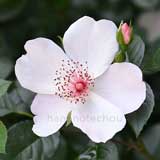 バラ ピンクサクリーナ｜花の手帖の薔薇図鑑