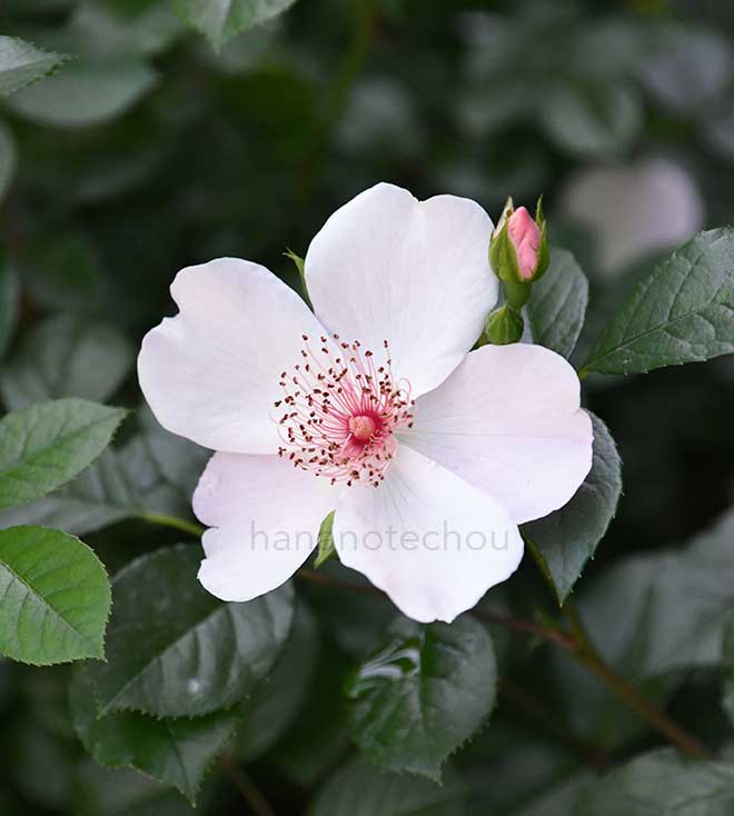 バラ ピンク サクリーナ｜花の手帖の薔薇図鑑