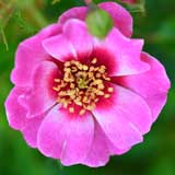 バラ ピンク トルマリン バビロン｜花の手帖の薔薇図鑑