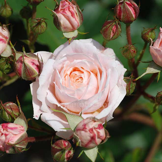 バラ ピノキオ｜花の手帖の薔薇図鑑