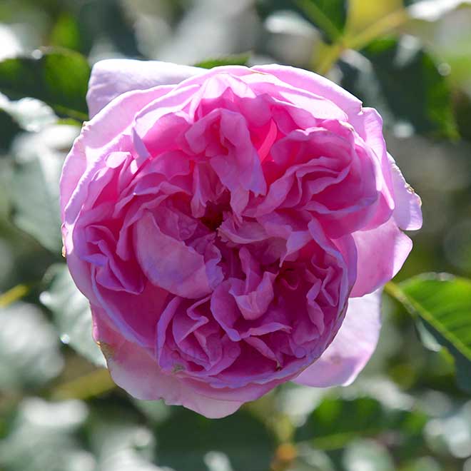 バラ ピクシー|花の手帖の薔薇図鑑