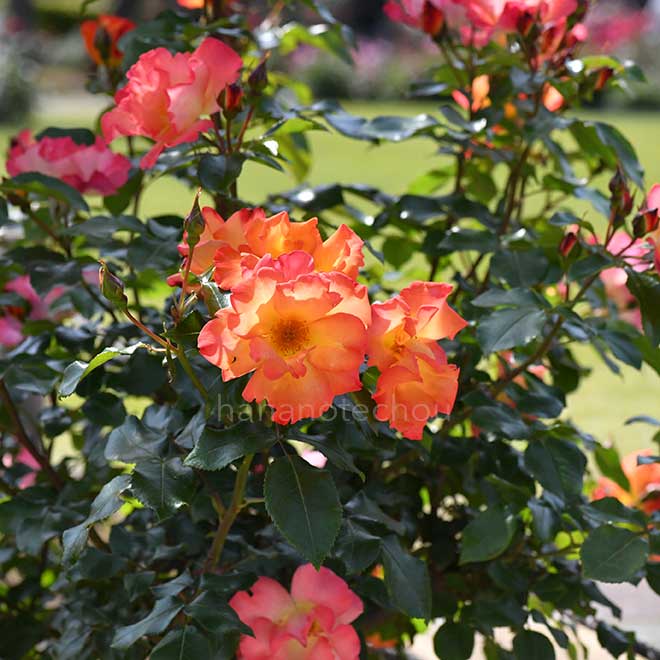 バラ プレイボーイ｜花の手帖の薔薇図鑑