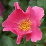 バラ プレイガール｜花の手帖の薔薇図鑑