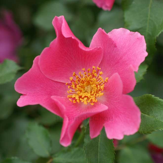 バラ プレイガール|花の手帖の薔薇図鑑